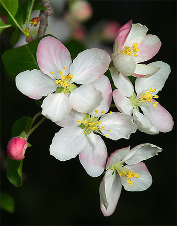 4_Crab Flowers